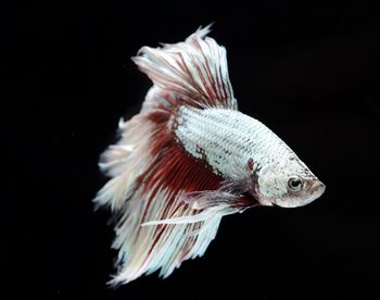Close-up of fish swimming in aquarium