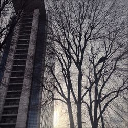 Low angle view of bare trees against the sky