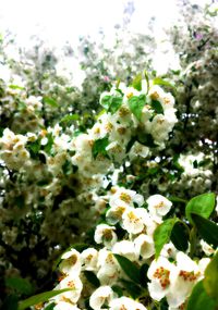 Close-up of white flowers