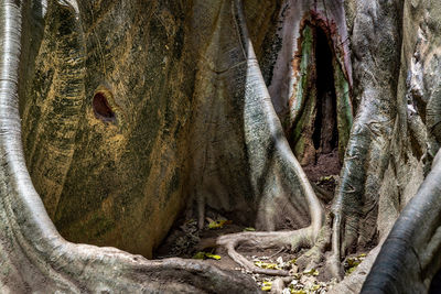 Full frame shot of tree trunk