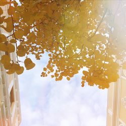 Low angle view of tree against sky