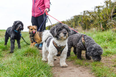 View of dogs on field