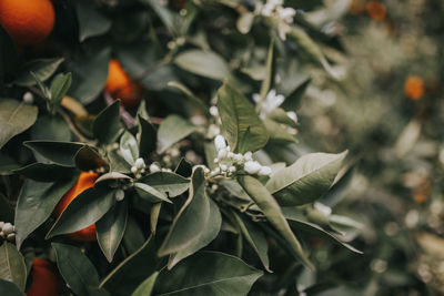 Close-up of flowering plant