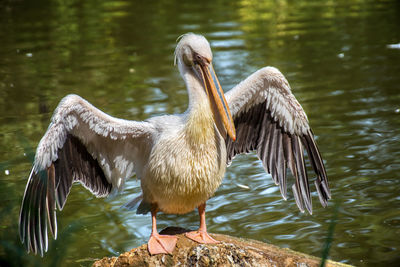 Bird perching on a lake