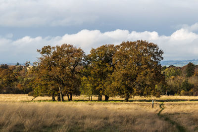 Trees on field against sky