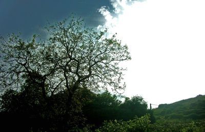 Low angle view of trees against sky