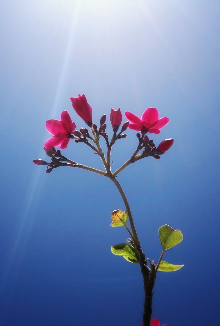 plant, beauty in nature, flower, flowering plant, fragility, freshness, vulnerability, pink color, close-up, nature, growth, petal, no people, sky, day, plant stem, sunlight, low angle view, blue, outdoors, springtime, flower head, bright