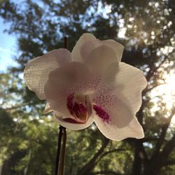 Close-up of flower growing outdoors