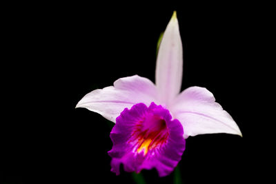 Close-up of purple flower against black background