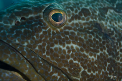 Eye of the grouper