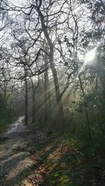 Sun shining through trees