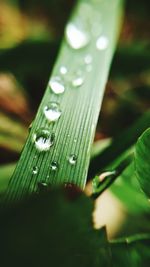 Close-up of waterdrops on leaf against blurred background