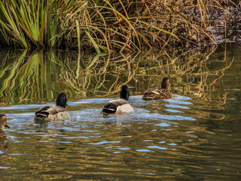 Ducks swimming in lake