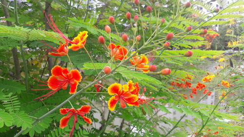 Close-up of orange flowers growing on tree