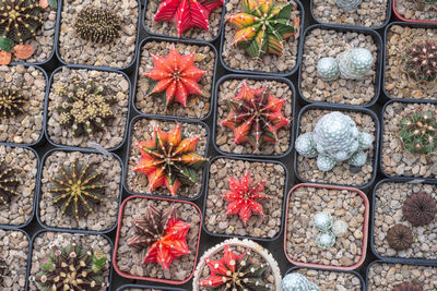 Full frame shot of flowers