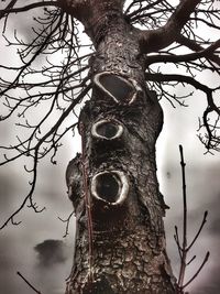 Low angle view of a tree