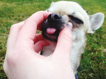 Close-up of hand holding dog on field