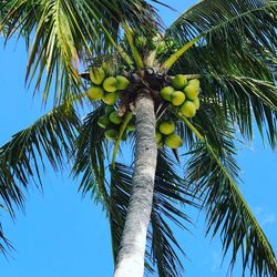 Low angle view of palm tree against blue sky