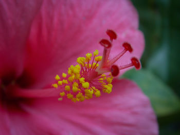 Close-up of pink flower