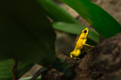 Close-up of a yellow frog