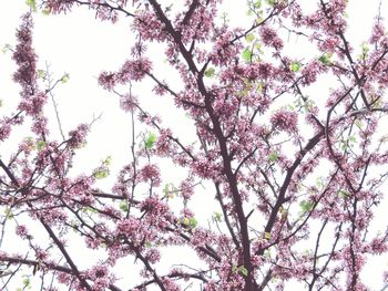 Low angle view of flower tree against sky