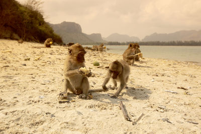 Monkeys on sand at beach