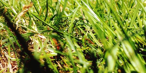 Full frame shot of fresh green field