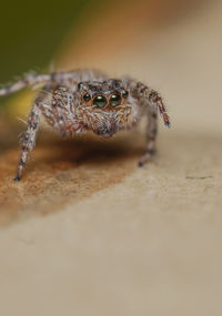 Close-up of spider