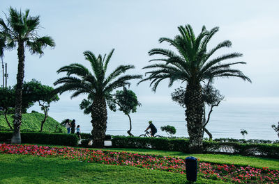 Scenic view of palm trees by sea against sky