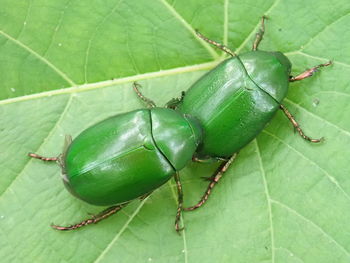 High angle view of insect on leaf