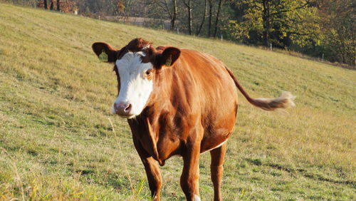 Portrait of horse on field