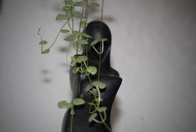 Close-up of potted plant against white background