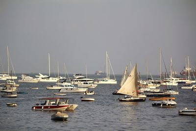 Sailboats in marina