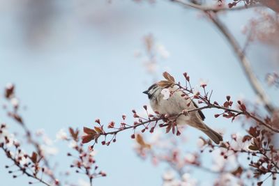 Low angle view of bird perching on cherry tree