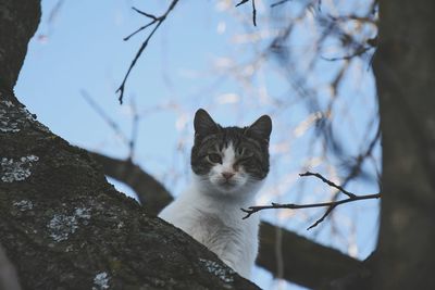 Cat looking away