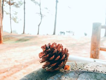 Close-up of pine cone on plant