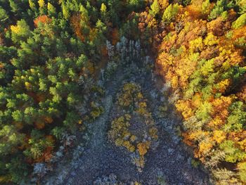 High angle view of trees in forest during autumn