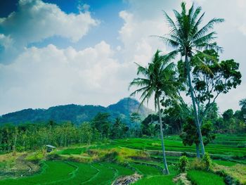 Scenic view of palm trees on landscape against sky