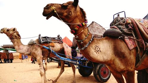 Horse cart against sky