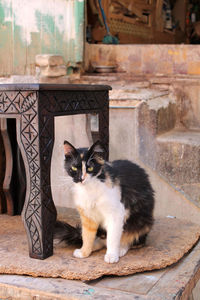 Portrait of cat sitting outdoors