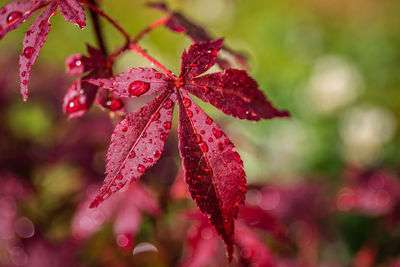 Close-up of red flowering plant
