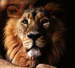 Close-up portrait of lion