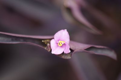 Close-up of pink flower