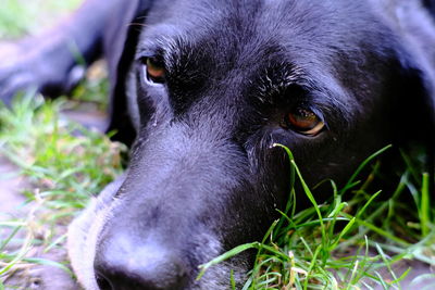 Close-up portrait of a dog