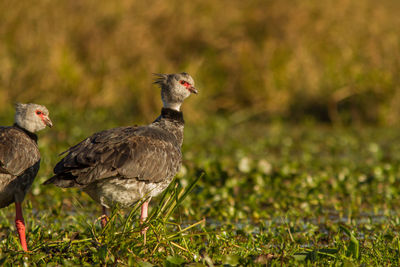 Close-up of birds on field