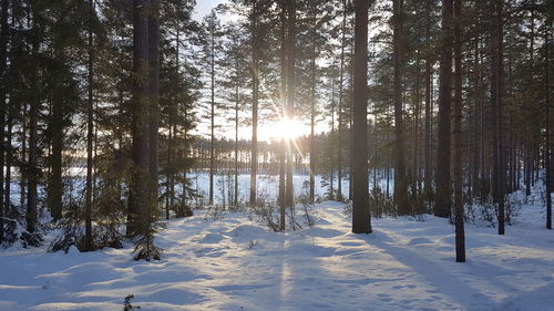 Trees on snow covered field during winter