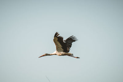 Low angle view of stork flying against clear sky