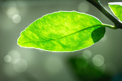 Close-up of raindrops on leaves