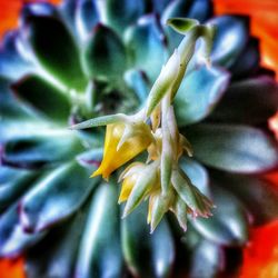 Close-up of yellow flowers