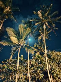 Low angle view of coconut palm trees against sky at night